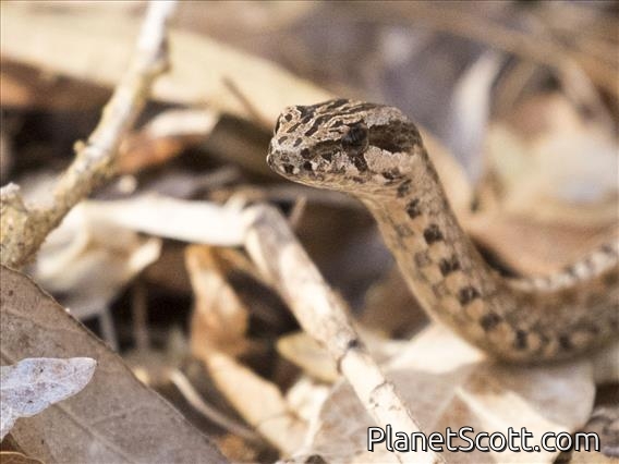 Common Big-eyed Snake (Mimophis mahfalensis)