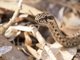 Common Big-eyed Snake (Mimophis mahfalensis)