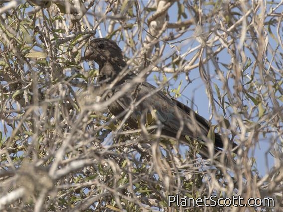 Lesser Vasa-Parrot (Mascarinus niger)