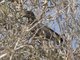 Lesser Vasa-Parrot (Mascarinus niger)