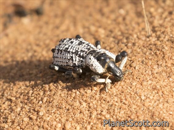 Rhytidophloeus Weevil (Rhytidophloeus rothschildi)