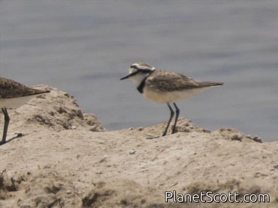 Madagascar Plover (Charadrius thoracicus)