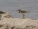 Madagascar Plover (Charadrius thoracicus)