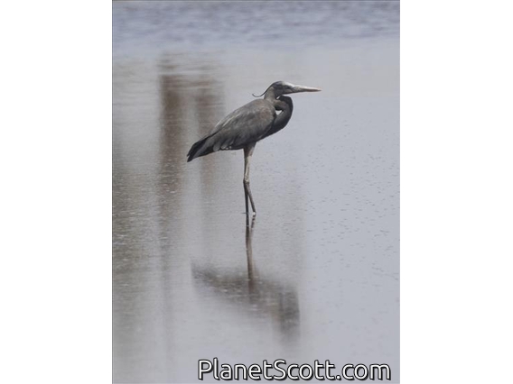 Humblot's Heron (Ardea humbloti)