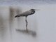 Humblot's Heron (Ardea humbloti)