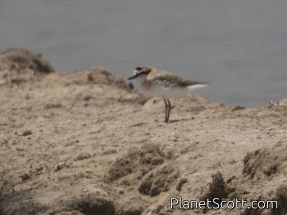 White-fronted Plover (Charadrius marginatus)