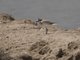 White-fronted Plover (Charadrius marginatus)