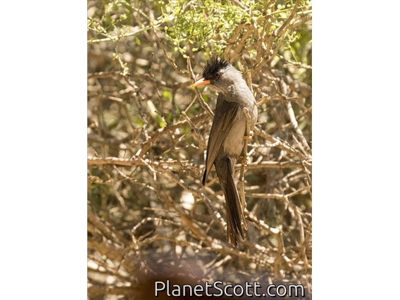 Malagasy Bulbul (Hypsipetes madagascariensis)