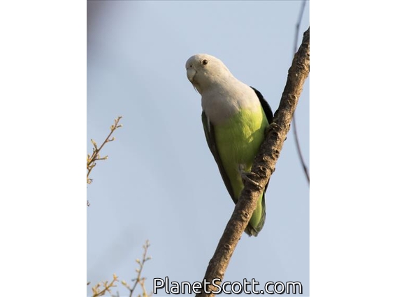 Gray-headed Lovebird (Agapornis canus)