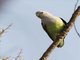Gray-headed Lovebird (Agapornis canus)