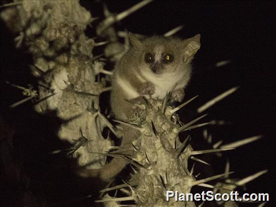 Gray Mouse Lemur (Microcebus murinus)