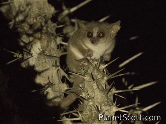 Gray Mouse Lemur (Microcebus murinus)