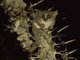 Gray Mouse Lemur (Microcebus murinus)