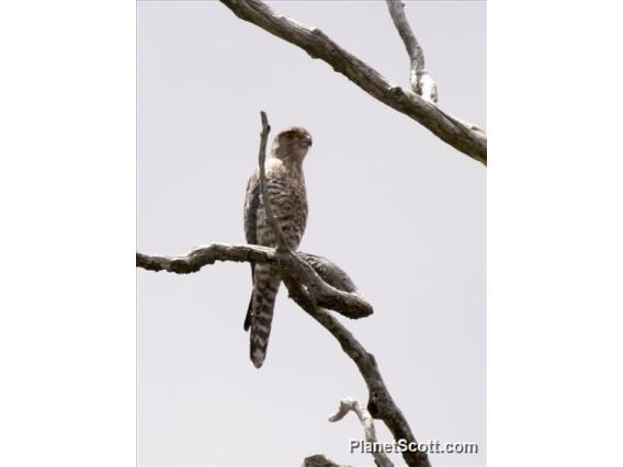 Banded Kestrel (Falco zoniventris)