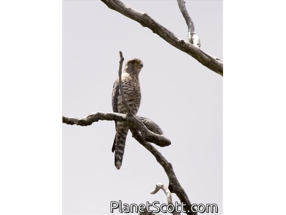 Banded Kestrel (Falco zoniventris)