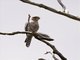 Banded Kestrel (Falco zoniventris)