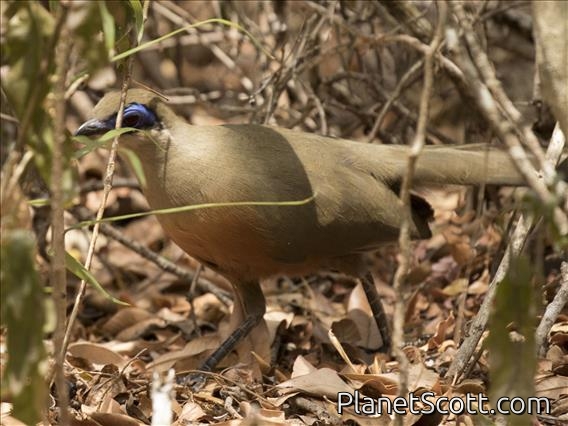 Coquerel's Coua (Coua coquereli)
