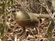 Coquerel's Coua (Coua coquereli)