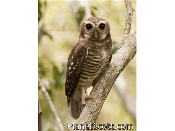 White-browed Owl (Ninox superciliaris)