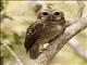 White-browed Owl (Ninox superciliaris)