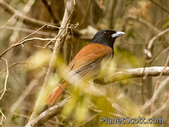 Rufous Vanga (Schetba rufa) - Male