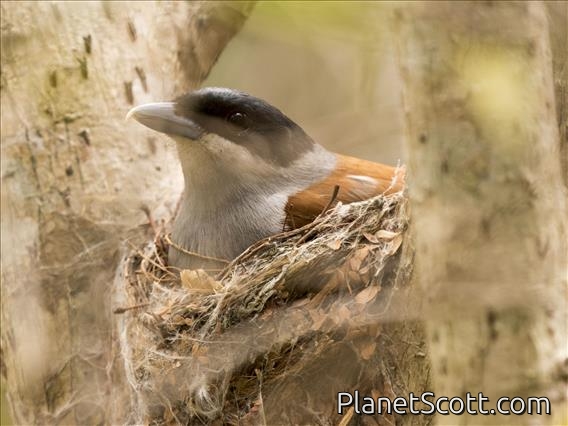 Rufous Vanga (Schetba rufa) - Female