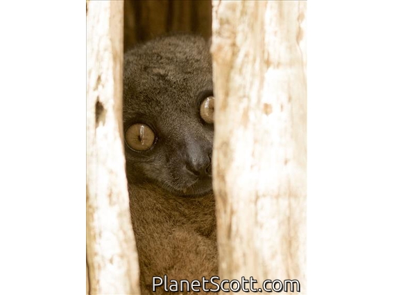 Zombiste Sportive Lemur (Lepilemur hubbardorum)