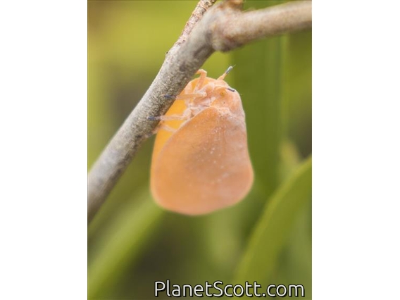 Madagascan Flatid Leaf Bug (Phromnia rosea)