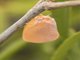 Madagascan Flatid Leaf Bug (Phromnia rosea)