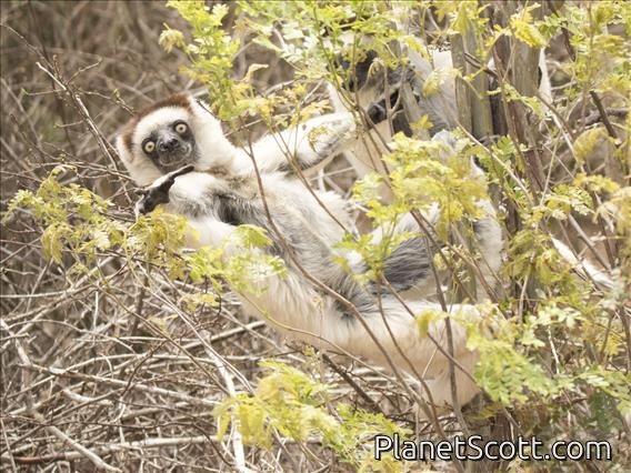 Verreaux's Sifaka (Propithecus verreauxi)