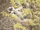 Verreaux's Sifaka (Propithecus verreauxi)