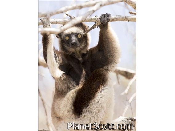 Verreaux's Sifaka (Propithecus verreauxi)