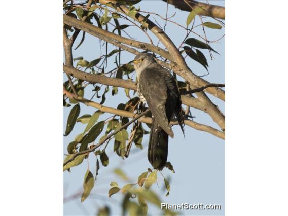 Madagascar Cuckoo (Cuculus rochii)