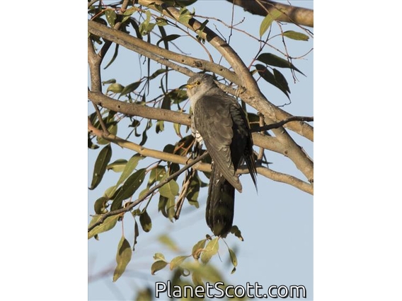 Madagascar Cuckoo (Cuculus rochii)