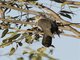 Madagascar Cuckoo (Cuculus rochii)