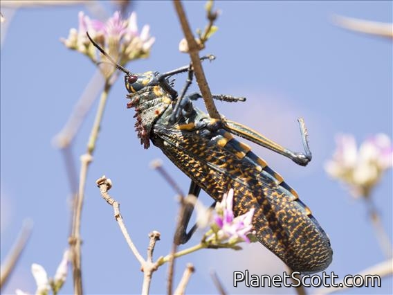 Rainbow Milkweed Locust (Phymateus saxosus)