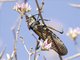 Rainbow Milkweed Locust (Phymateus saxosus)