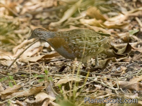 Madagascar Buttonquail (Turnix nigricollis)