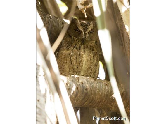 Madagascar Scops-Owl (Otus rutilus)