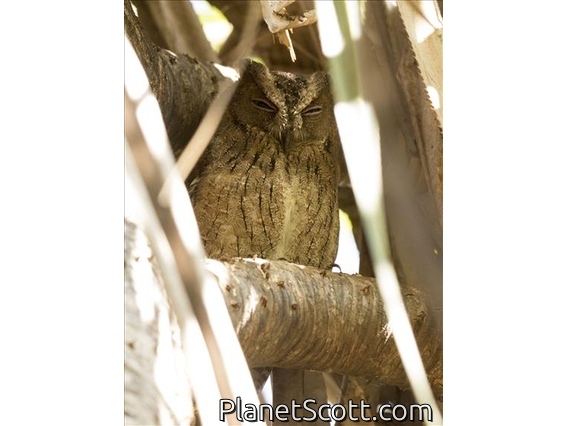 Madagascar Scops-Owl (Otus rutilus)
