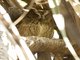 Madagascar Scops-Owl (Otus rutilus)