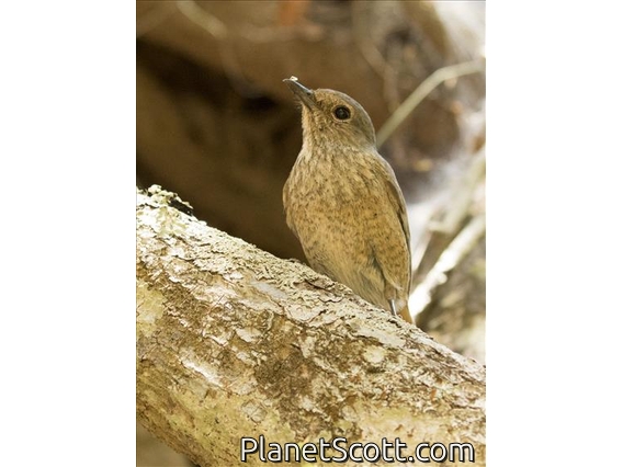 Forest Rock-Thrush (Monticola sharpei) - Female