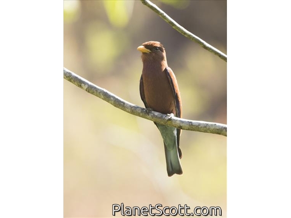 Broad-billed Roller (Eurystomus glaucurus)