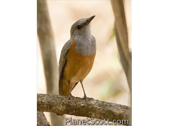 Forest Rock-Thrush (Monticola sharpei) - Male
