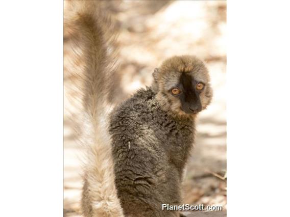 Red-fronted Brown Lemur (Eulemur rufifrons)