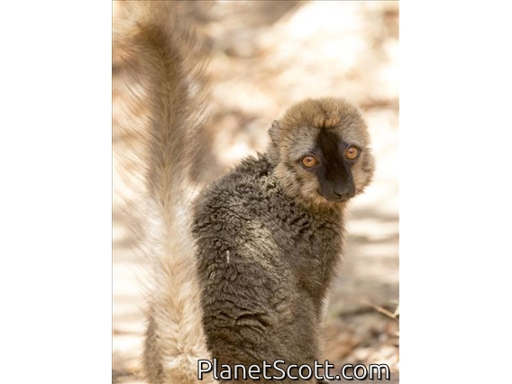 Red-fronted Brown Lemur (Eulemur rufifrons)