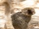 Red-fronted Brown Lemur (Eulemur rufifrons)