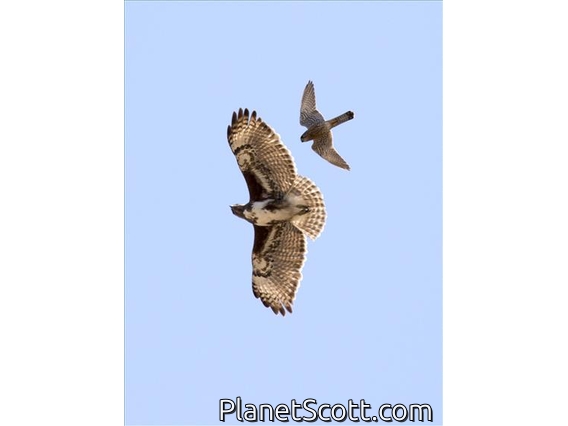Madagascar Buzzard (Buteo brachypterus) - Mobbed by Kestrel