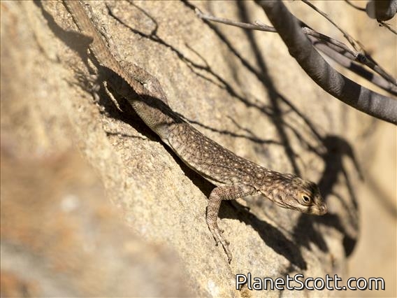 Dumeril's Madagascar swift (Oplurus quadrimaculatus)