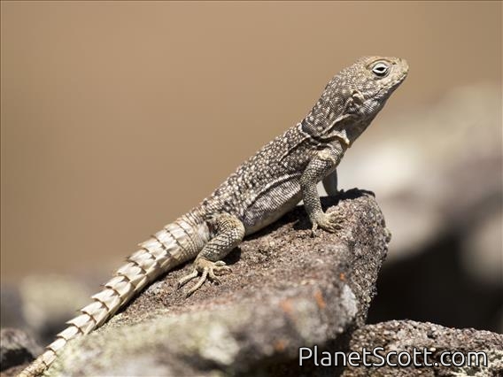 Merrem's Madagascar Swift (Oplurus cyclurus)